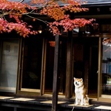 猴西哇