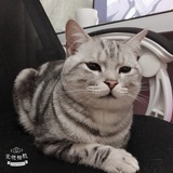 原来是辛巴A丶