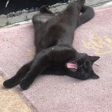 zz