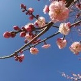 沧海月明