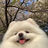 羔羊羊羊
