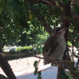 齐鲁
