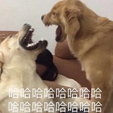 大头俏猛男