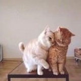 放开我的丶金克