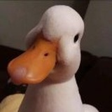 肥美的鸭子