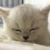 Lisa 艺真