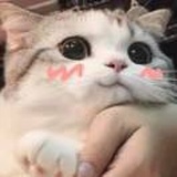 哈鲁