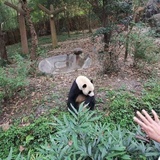 不刮胡子