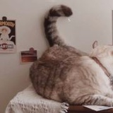 助人为乐的草日