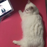 白猫🐱