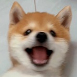 派对小狗617