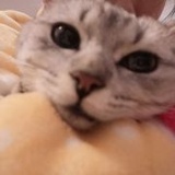 南境zl