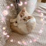 朱番番