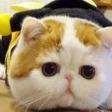 芫夕