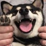 手打鱼丸