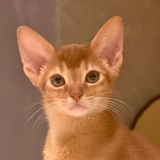 该亖的另有其人