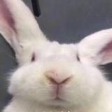 肯