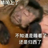 油杨