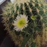星月熠熠