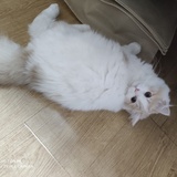 麻瓜居