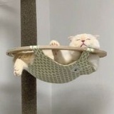 张闲余