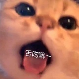 包子是一只猫