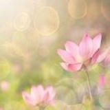 感恩有你