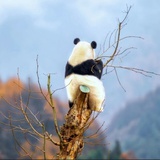 思无邪