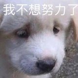豌豆强
