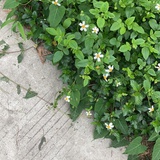猫咪会听得懂吗