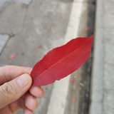 嬉笑悠悠球