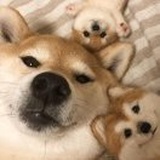音员