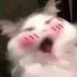 豆友2093822899