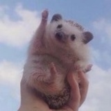 阿绿