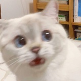 花生