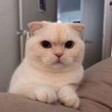 小虫