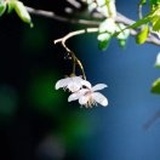俊伟