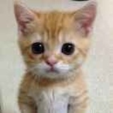 揣手小橘猫