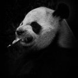 深沉的zao