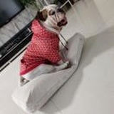 鄂尔多斯的方