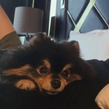安提戈涅