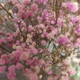 春暖花开