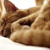 bosie