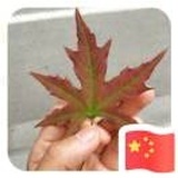 小确幸