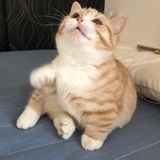 啊这啊这啊这