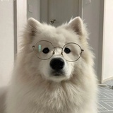 已因养胃炸死