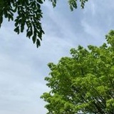 夏杨y