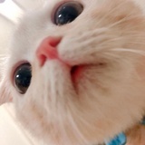 特伊安