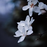 已注销