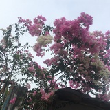 梦梦